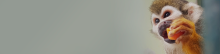 banner-site-curso-primatas-em-ciencia.png