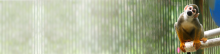 banner-site-mesa-redonda-reproducao-de-primatas-nao-humanos.png