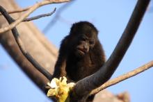 macaco_febre_amarela_fiocruz.jpg