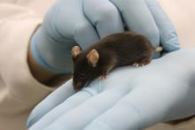 mestrado_profissional_em_ciencia_em_animais_de_laboratorio_do_ictb_fiocruz.jpg
