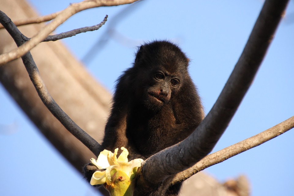 Mortes de macacos prejudica controle da febre amarela