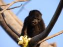 Mortes de macacos prejudica controle da febre amarela